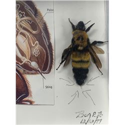 Single Bee Display Case