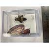 Image 2 : Single Bee Display Case