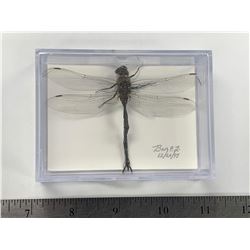 Single Dragonfly Display Case