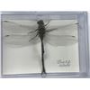 Image 2 : Single Dragonfly Display Case