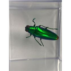 Single Beetle Display Case