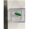 Image 2 : Single Beetle Display Case