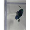 Image 3 : Single Beetle Display Case