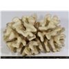 Image 1 : VINTAGE NATURAL CORAL- LARGE PIECE MEASURES 10"