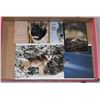 Image 1 : 5 FRAMED PICTURES OF WOLVES. 8X10 /5X7 S