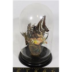 ENCASED BUTTERFLY DISPLAY