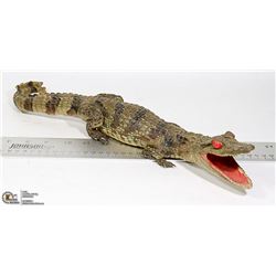 TAXIDERMY CAYMAN ALLIGATOR