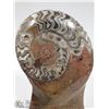 Image 2 : POLISHED AMMONITE FOSSIL ON STONE STAND