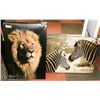 Image 1 : LION AND ZEBRA CANVAS 20" X 28" PICTURES