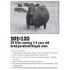 Image 1 : 101-120 - 20 Elite coming 3-4 year old bred purebred Angus cows