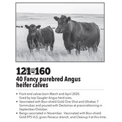 121-160 - 40 Fancy purebred Angus heifer calves