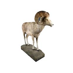 Argali Ram Complete Animal Mount