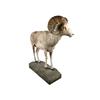 Image 1 : Argali Ram Complete Animal Mount