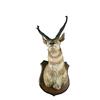 Image 1 : Trophy Antelope From Wyoming
