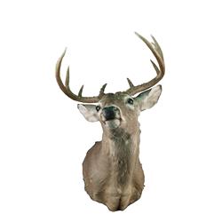 Texas Whitetail  sneak mount