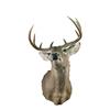 Image 1 : Texas Whitetail  sneak mount