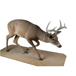 Full size Standing Buck Deer   8 pt rac