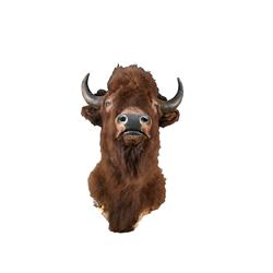 Large "Buffalo" Head Mount