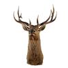 Image 1 : Mounted Elk Head   (Antler Spread is "R