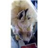 Image 2 : Fox Pelt (approx. 50" Long)