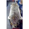 Image 1 : Coyote Pelt (approx. 55" Long)