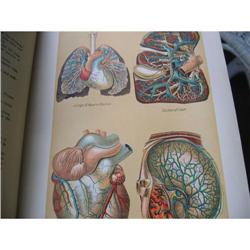 1907 MEDICOLOGY Book, Layered Anatomic Charts #1369218