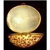 Image 1 : Hinged Shell Pill Box #1370103