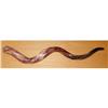 Image 1 : RARE 41"-43" FULL POLISHED YEMENITE SHOFAR FROM#1330428