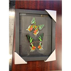 Madagascar Sunset Moth Display Case