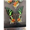 Image 2 : Madagascar Sunset Moth Display Case