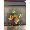 Image 3 : Madagascar Sunset Moth Display Case