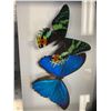 Image 2 : Blue MorphoMenelaus,Madagascar Sunset Moth Display Case