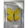 Image 3 : Single Butterfly and Dual Butterfly Display Case Lot of 2