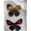 Image 4 : Single Butterfly and Dual Butterfly Display Case Lot of 2