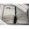 Image 3 : Single Dragonfly Display Case