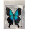 Image 2 : Single Butterfly Display Case Lot of 2