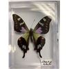 Image 3 : Single Butterfly Display Case Lot of 2
