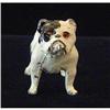 Image 1 : Miniature English Bulldog #1349560