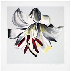 Nesbitt   White Lily on White, 1980 #1365730