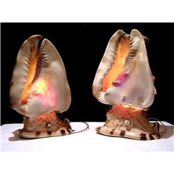 Pair of Lamps made with Snails #1377482