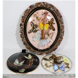 FRAMED BUTTERFLY SPECIMEN PICTURES (THREE) LOT