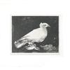 Image 1 : Picasso   Dove of Peace #1366730