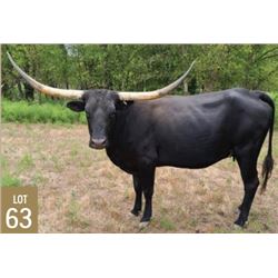 BLACK CORAL 52