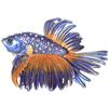 Image 1 : Fighting Beta Fish Trinket Jewel Box