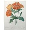 Image 1 : After Pierre-Jospeh Redoute, Floral Print, #75 Lychnide a grandes fleurs ( Lychnide-Silene )