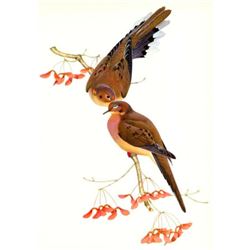 1950 Menaboni Print, Eastern Mourning Dove