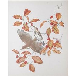 1950 Menaboni Print, Wood Thrush