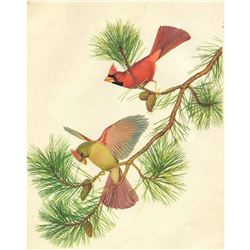 Vintage Menaboni Bird Picture â€“ Cardinal