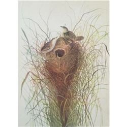 c1946 Audubon Print, #175 Short Billed Marsh Wren