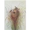 Image 1 : c1946 Audubon Print, #175 Short Billed Marsh Wren